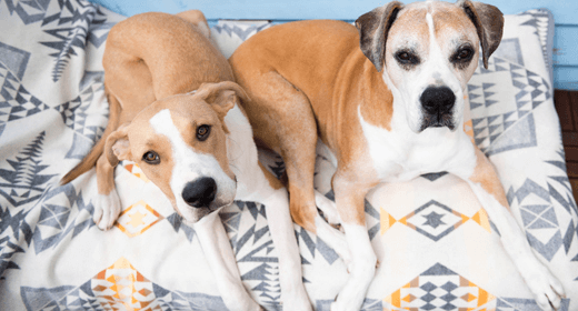 Medium-Breed Mature or Senior Dog’s Nutritional Needs