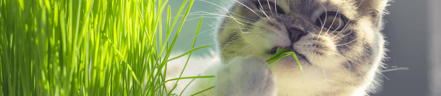 Adding fiber to cat diet outlet