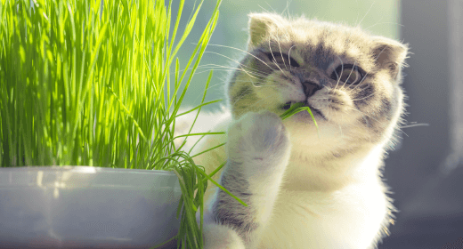Fiber for cats shop