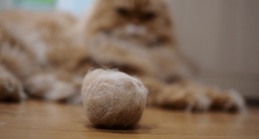 Cat Hairball Symptoms Treatments And Remedy IAMS Singapore