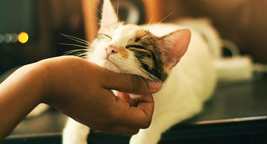 Caring for deals your cat