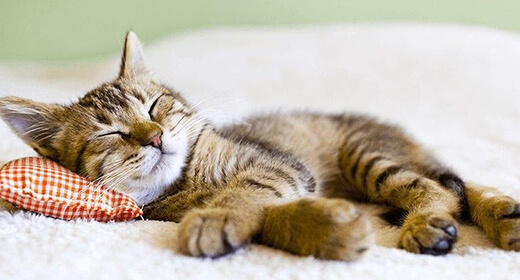 Complete Guide On Taking Proper Care Of Your Kitten