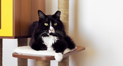 F5 cat vaccine sales