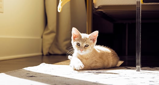 Cat clearance anti rabies