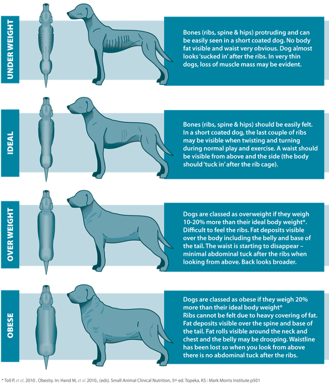dog chart