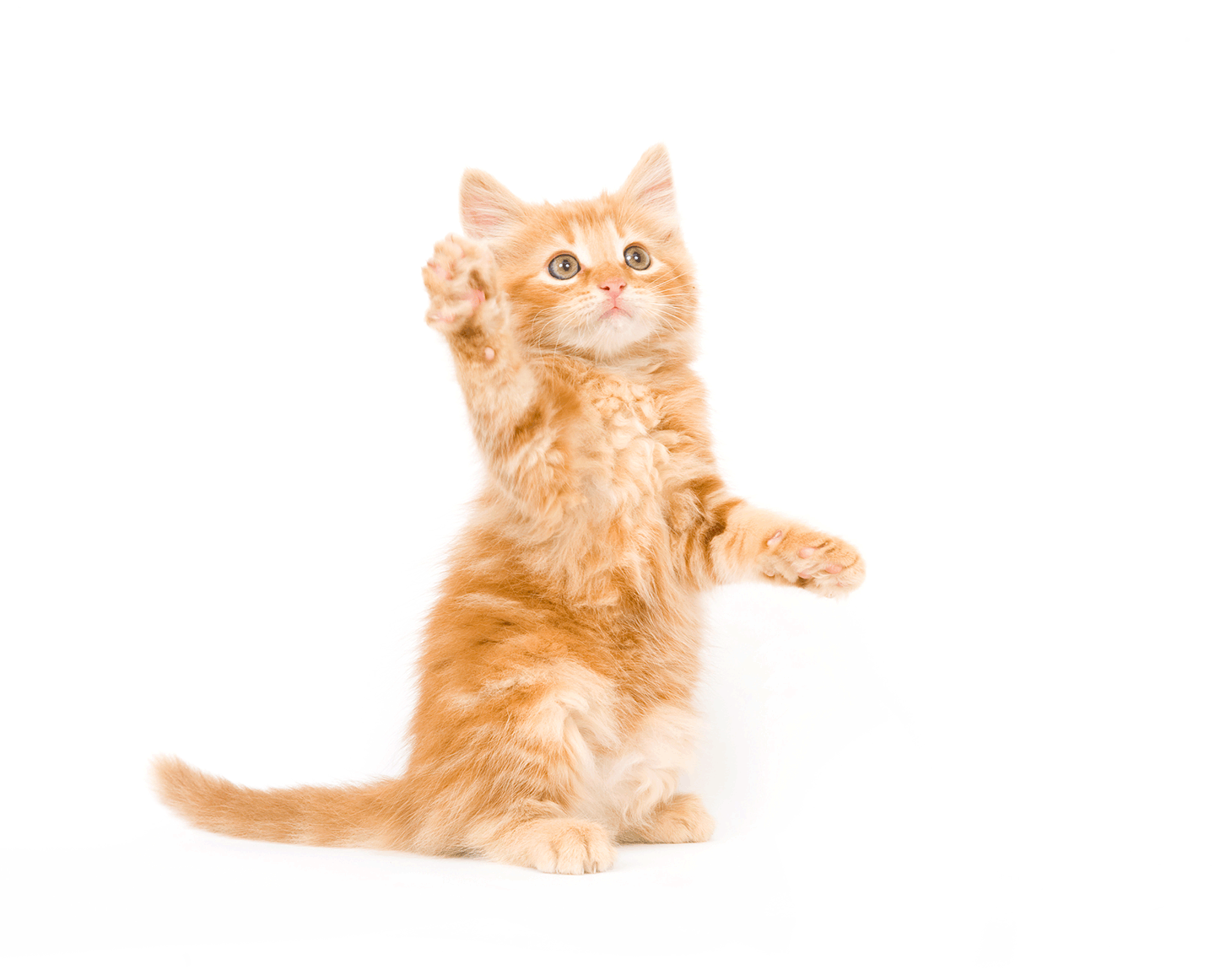 Tips on How To Feed Your Cat