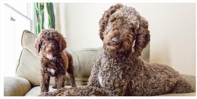 picture of a puppy and a dog